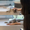 장다리천 | 수원 고양이카페 냥냥북카페 | 권선동 고양이카페 (수원아이파크시티 12단지)