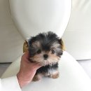 퍼피트리 이미지