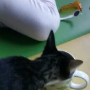 고돌이네 이미지