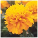 6월 5일 탄생화 ; 메리골드 (Marigold) 芒種 , 環境의 날 이미지