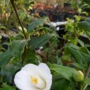 금어로1 이미지