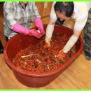 배추몰