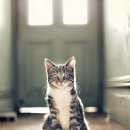 냥코센세 이미지