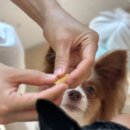 몽쉘댕댕 이미지