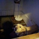 안리오뎅 이미지