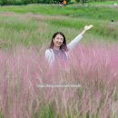 황화농장 | 안성팜랜드 9월 주말 후기 / 주차 , 핑크뮬리 , 황화 코스모스 , 동물먹이주기체험 , 공연 등