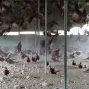 예민꿩농장 이미지