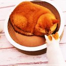 라쿠프랑