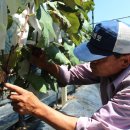 와룡농장 이미지