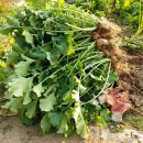 여주-0913 이미지