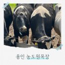 소나무목장 | 용인 아이랑 가볼만한곳 농도원목장 낙농체험
