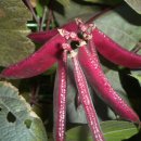 감골오리 이미지