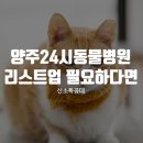 북부권역(금천) | 양주24시동물병원 리스트업 필요하시다고요?