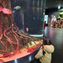 수원-0907 | 수원 아이와 가볼만한곳: 아쿠아플라넷 광교 할인, 공연 시간표, 36개월 아기랑 꿀팁 총정리!