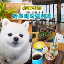 카르페디엠 | 강릉 여행 | 영진해변 실내 애견동반카페 카르페디엠커피 오션뷰 솔직후기