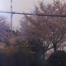 부산 삼락공원과 진해 군항제 벚꽃 이미지