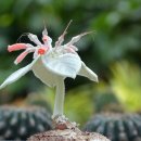 다육사랑화원 이미지