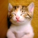 검은고양이 이미지