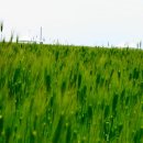 청보리축제장 이미지