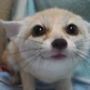 FOX 이미지