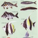 바다고기