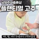 남양주파충류샵 플랜티멀고주 게코 입양 방문 후기