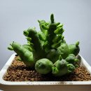 피아 이미지