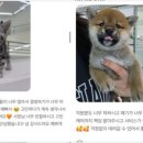 미유펫