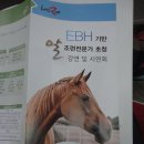 [2014/09/24]과천 마사회 EBH(Evidence Based Horsemanship) 기반의 조련시범을 보다.. 이미지