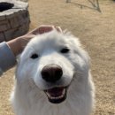 시로네 이미지