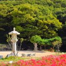 운수천 | 부산 가을 꽃 운수사 꽃무릇 실시간 개화율, 주차, 방문 꿀팁