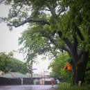 명월길500 이미지