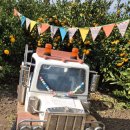 태수농장 | [자파리 감귤 체험장] 제주 서귀포 감귤 체험 농장 추천