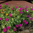 브니엘하우스 이미지