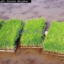 대대골축사 | 망종(芒種) - 24절기