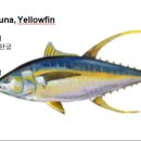 205 황다랑어 Tuna, Yellowfin 이미지