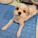 시원애견 | 🐶 홈덴 강아지 애견 쿨매트 후기! 더운 여름 시원하게 보내는 반려견 필수 아이템