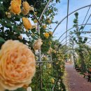 장미의거리5 이미지