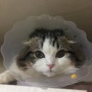 산본중앙동물병원 이미지