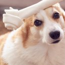 채플린동물병원 이미지