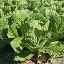 선화농원 이미지