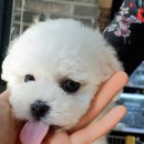 해피애견타운 분당판교점 이미지