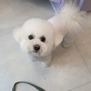 댕며들개 이미지