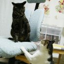 솜방망이 이미지