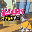 포항 빌스4339 구룡포 애견동반 카페 강아지랑 다녀온 후기