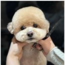 키스더도그/아르테미스 이미지