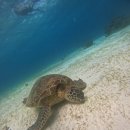 장풍숲화장실 | 보홀(Bohol), 4박5일 겨울 힐링 여행 기록_1탄✈️