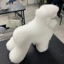 짱이야 애견미용 이미지