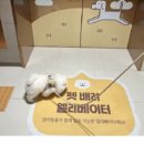 양양이펫 네이버블로그