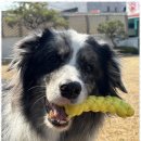 댕댕이 유치원 이미지